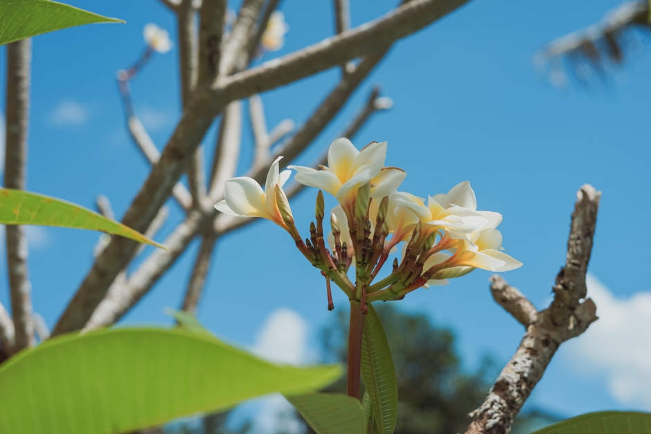 Frangipani (Kemboja Flowers)